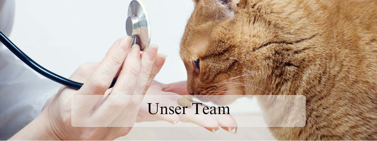 Rot-getigerte Katze holt sich Leckerchen von der Hand einer Tierärztin